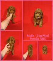 Sadie AKC , a female Poodle - Toy  for sale in Jacksonville, NC – 1 of 1
