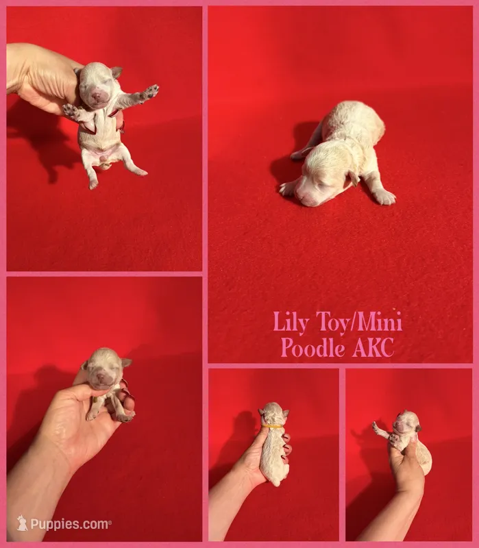 Lily AKC  – Poodle - Toy , Poodle - Miniature  puppy for sale in Jacksonville, NC