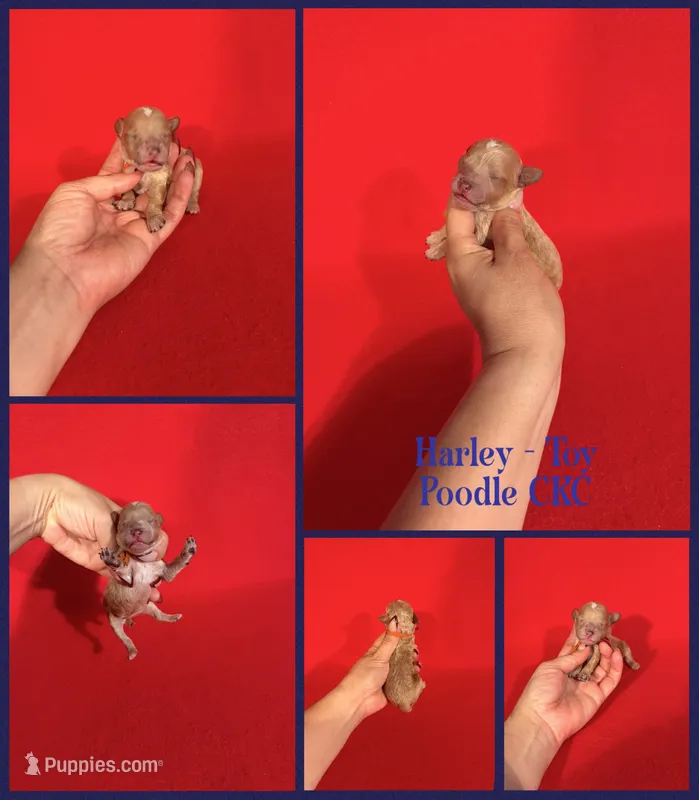 Harley – Poodle - Toy  puppy for sale in Jacksonville, NC