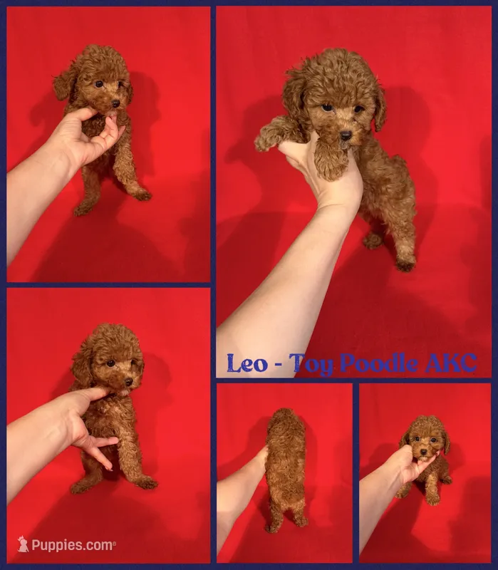 Leo AKC reg  – Poodle - Toy  puppy for sale in Jacksonville, NC