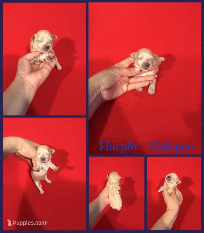 Maddie  – Maltipoo puppy for sale in Jacksonville, NC
