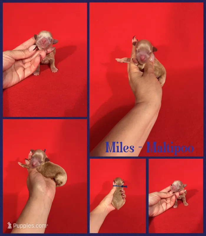 Miles – Maltipoo puppy for sale in Jacksonville, NC