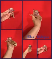 Miles, a male Maltipoo for sale in Jacksonville, NC – 1 of 1