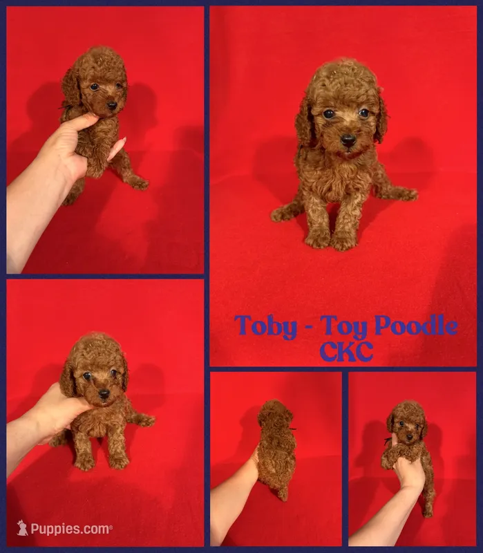 Toby  – Poodle - Toy  puppy for sale in Jacksonville, NC