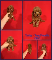 Toby , a male Poodle - Toy  for sale in Jacksonville, NC – 1 of 1