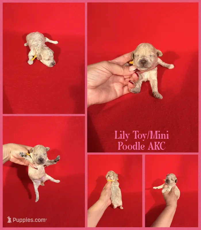 Lily AKC  – Poodle - Toy , Poodle - Miniature  puppy for sale in Jacksonville, NC