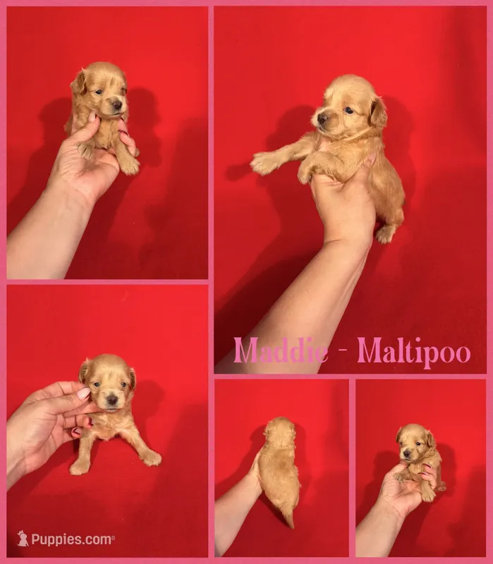 Maddie  – Maltipoo puppy for sale in Jacksonville, NC
