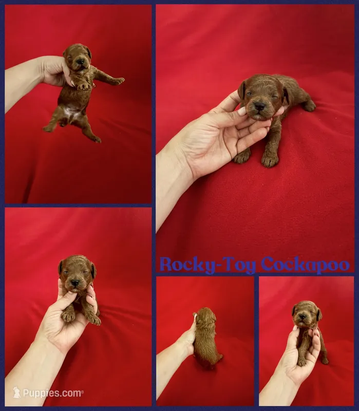 Rocky  – Cockapoo, Poodle - Toy  puppy for sale in Jacksonville, NC