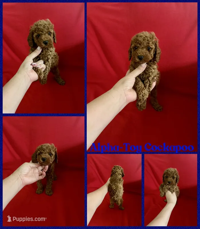 Alpha – Cockapoo, Poodle - Toy  puppy for sale in Jacksonville, NC