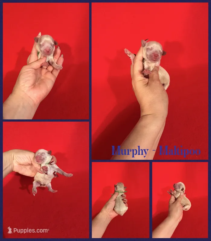 Murphy  – Maltipoo puppy for sale in Jacksonville, NC