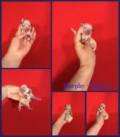 Murphy , a male Maltipoo for sale in Jacksonville, NC – 1 of 1