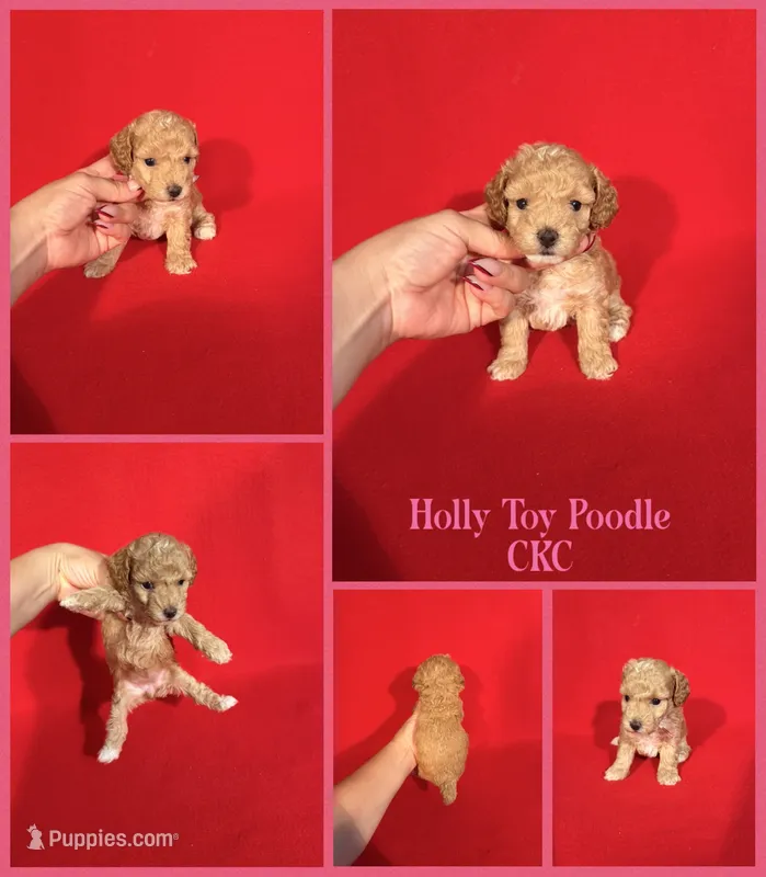 Holly  – Poodle - Toy  puppy for sale in Jacksonville, NC