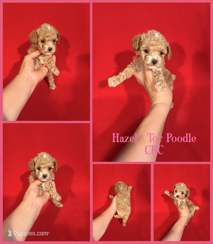 Hazel – Poodle - Toy  puppy for sale in Jacksonville, NC