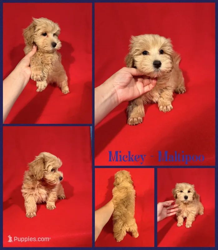 Mickey – Maltipoo puppy for sale in Jacksonville, NC