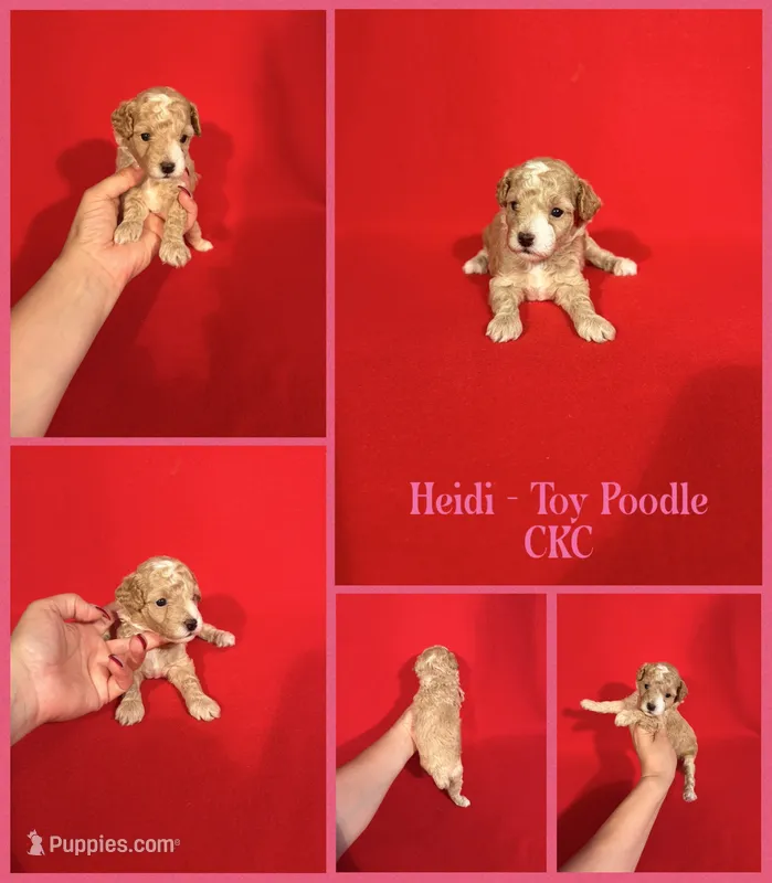 Heidi  – Poodle - Toy  puppy for sale in Jacksonville, NC