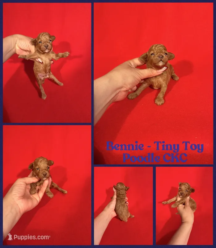 Bennie  – Poodle - Toy  puppy for sale in Jacksonville, NC