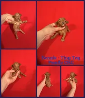 Bennie , a male Poodle - Toy  for sale in Jacksonville, NC – 1 of 1