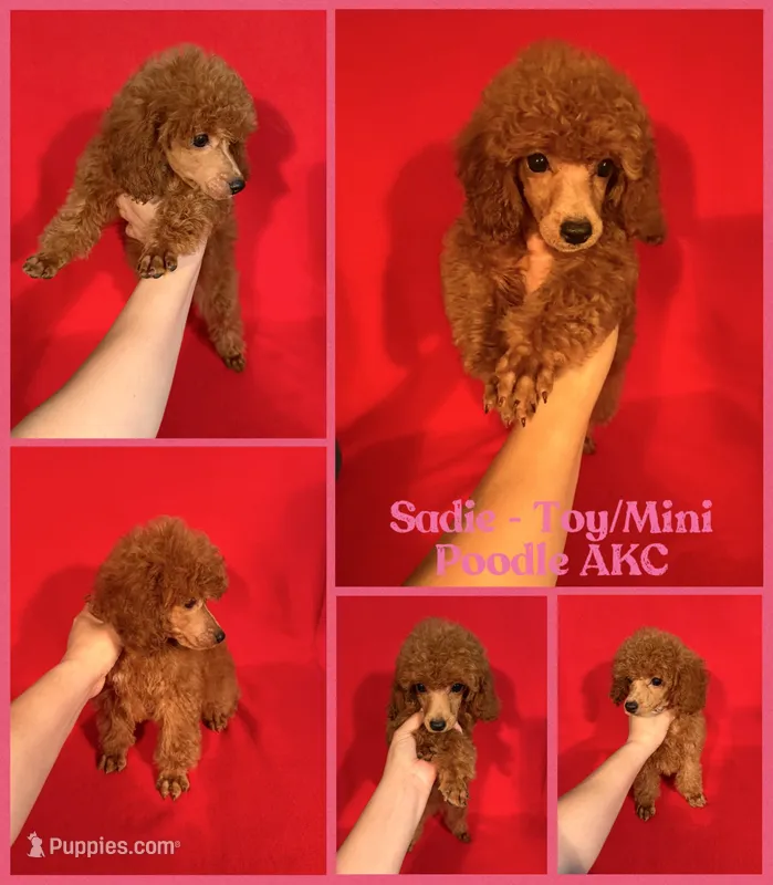 Sadie AKC  – Poodle - Toy  puppy for sale in Jacksonville, NC
