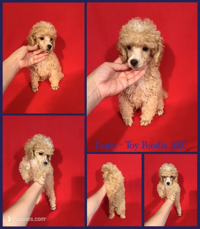 Louie AKC  – Poodle - Toy  puppy for sale in Jacksonville, NC