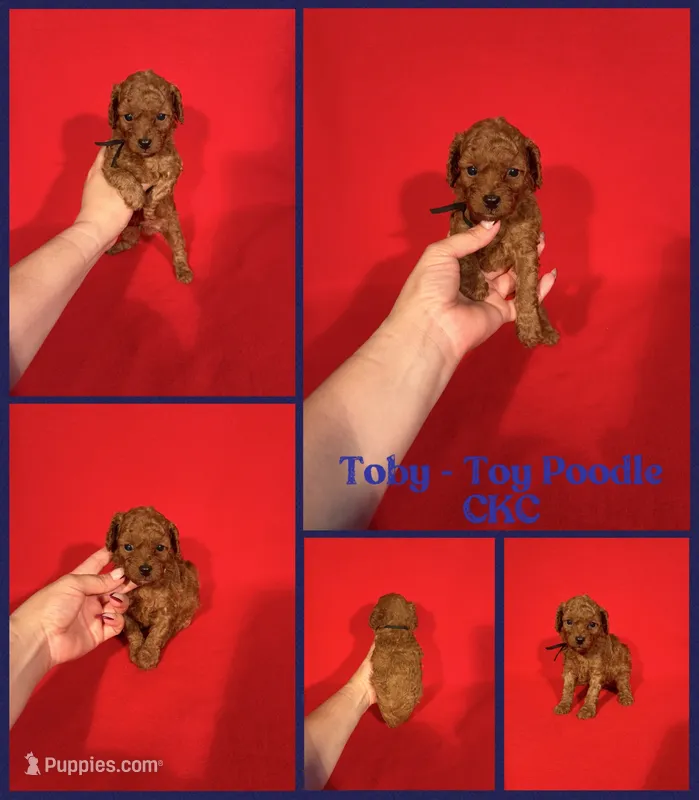 Toby  – Poodle - Toy  puppy for sale in Jacksonville, NC