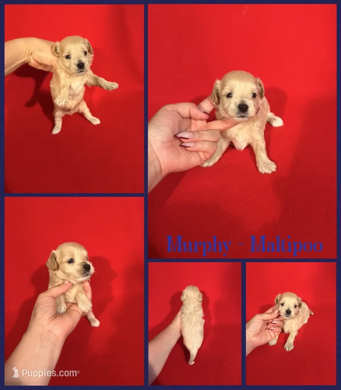Murphy  – Maltipoo puppy for sale in Jacksonville, NC