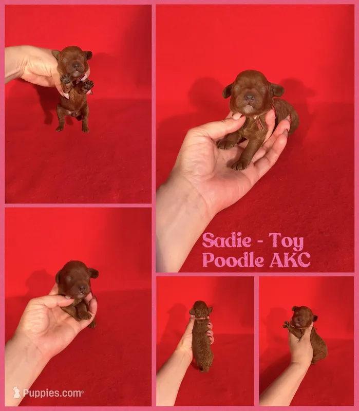 Sadie AKC  – Poodle - Toy  puppy for sale in Jacksonville, NC