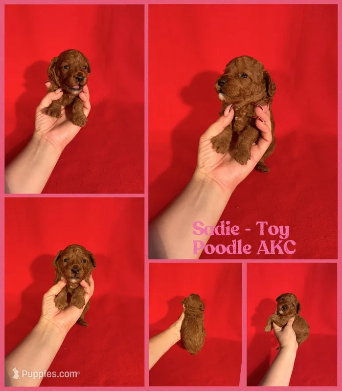 Sadie AKC  – Poodle - Toy  puppy for sale in Jacksonville, NC