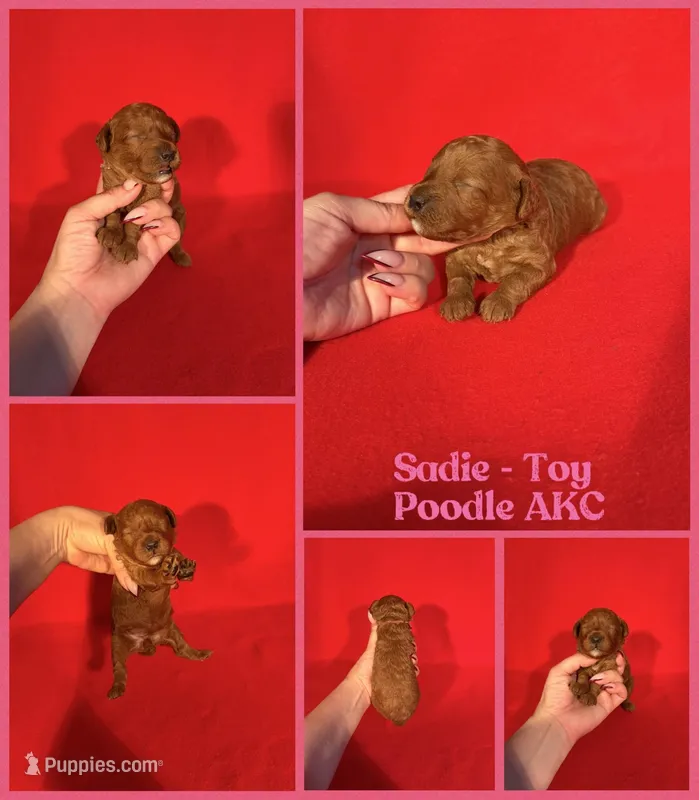 Sadie AKC  – Poodle - Toy  puppy for sale in Jacksonville, NC