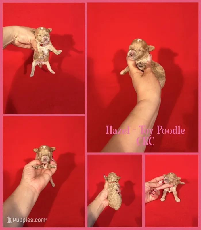 Hazel – Poodle - Toy  puppy for sale in Jacksonville, NC