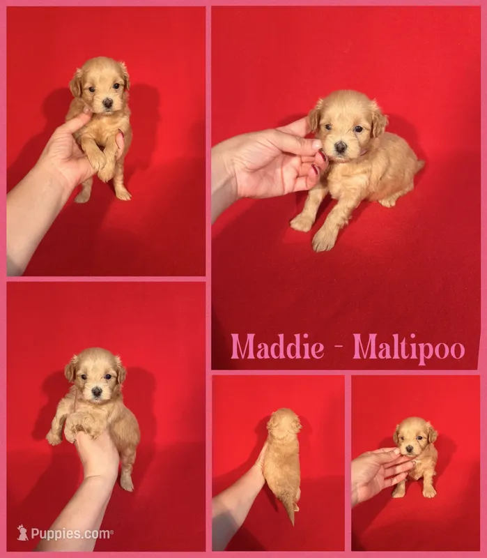 Maddie  – Maltipoo puppy for sale in Jacksonville, NC