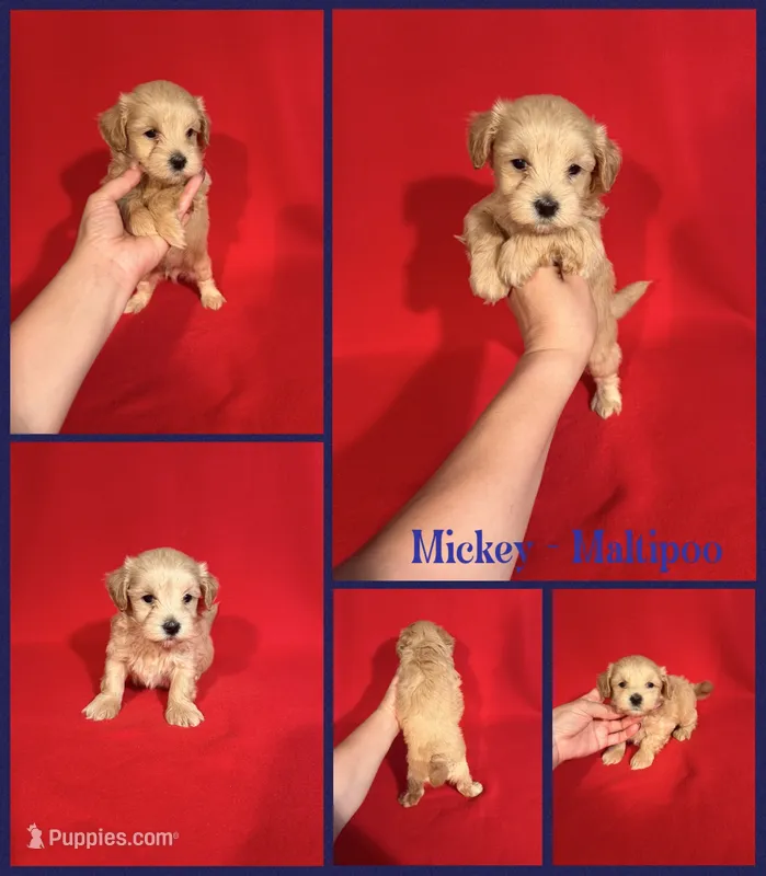Mickey – Maltipoo puppy for sale in Jacksonville, NC