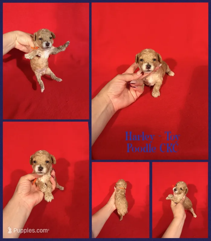 Harley – Poodle - Toy  puppy for sale in Jacksonville, NC