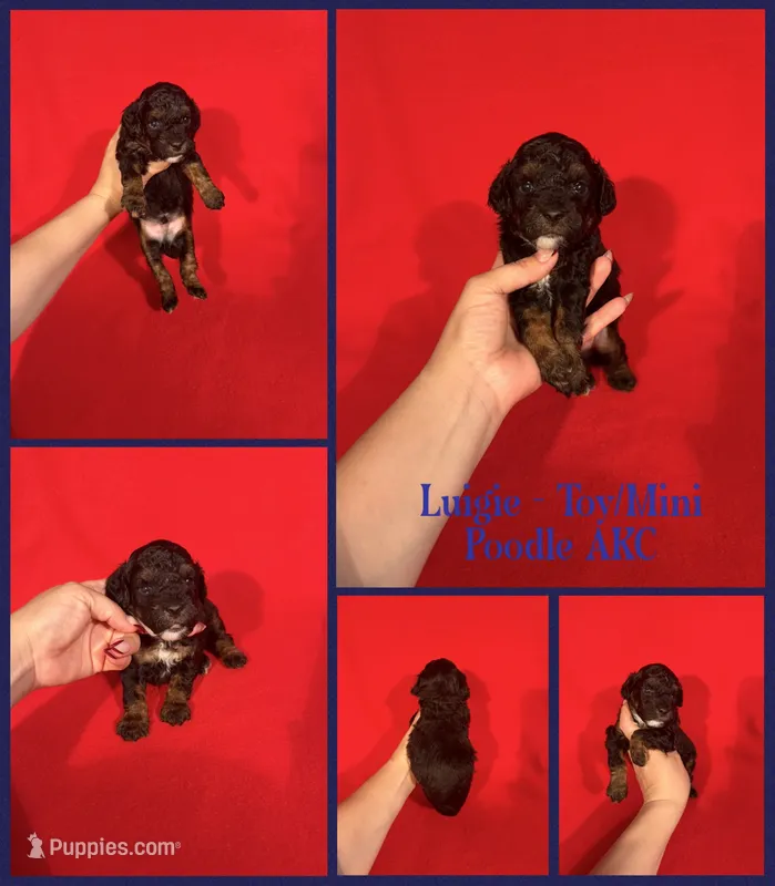 Luigie AKC  – Poodle - Toy , Poodle - Miniature  puppy for sale in Jacksonville, NC