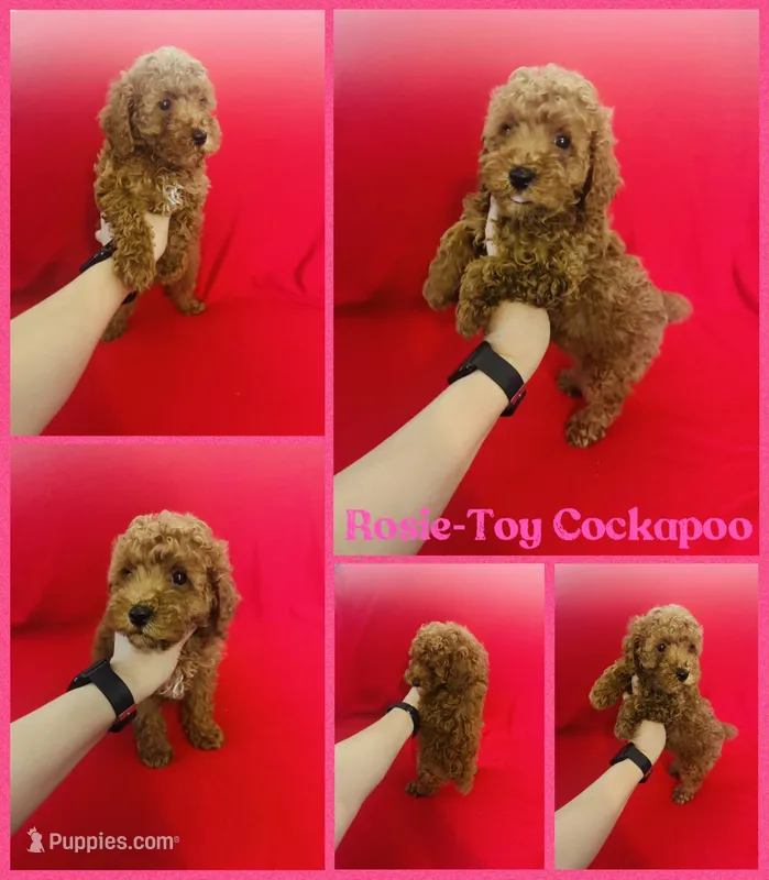 Rosie  – Cockapoo, Poodle - Toy  puppy for sale in Jacksonville, NC