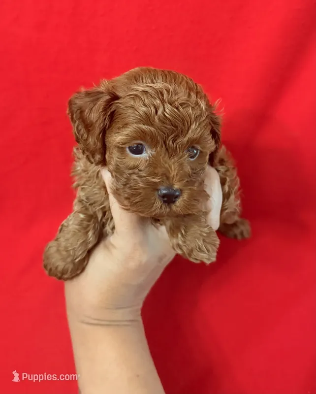 Daisy  – Cockapoo, Poodle - Toy  puppy for sale in Jacksonville, NC