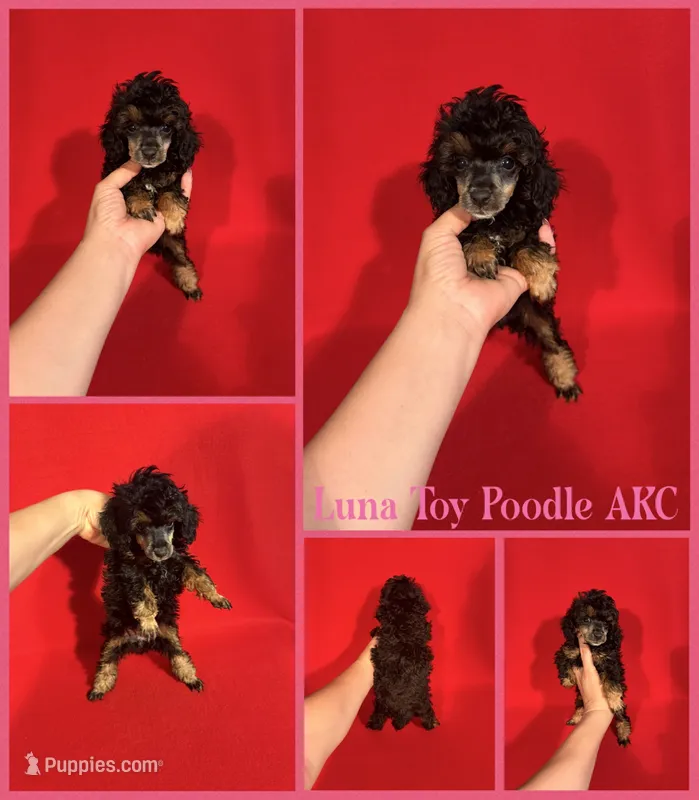 Luna AKC  – Poodle - Toy , Poodle - Miniature  puppy for sale in Jacksonville, NC