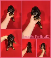 Luna AKC , a female Poodle - Toy  and Poodle - Miniature  for sale in Jacksonville, NC – 1 of 1