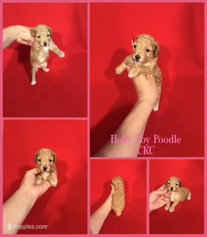 Holly  – Poodle - Toy  puppy for sale in Jacksonville, NC