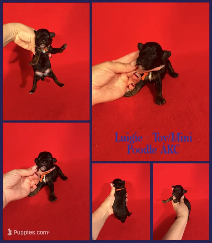 Luigie AKC  – Poodle - Toy , Poodle - Miniature  puppy for sale in Jacksonville, NC
