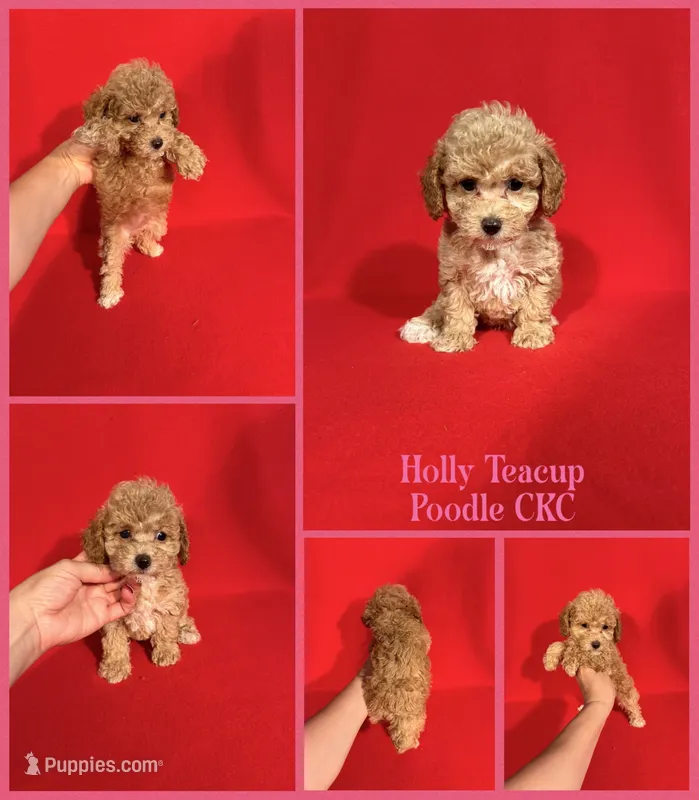 Holly Teacup – Poodle - Toy  puppy for sale in Jacksonville, NC