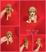 Holly Teacup, a female Poodle - Toy  for sale in Jacksonville, NC – 1 of 1