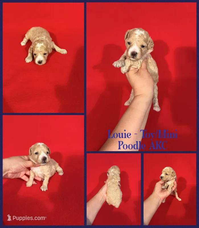 Louie AKC  – Poodle - Toy , Poodle - Miniature  puppy for sale in Jacksonville, NC