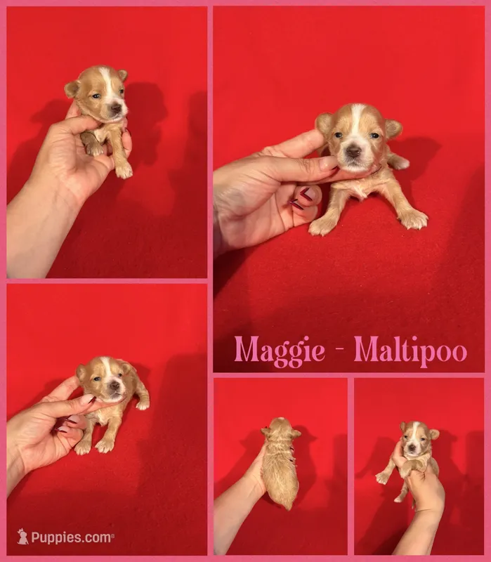 Maggie – Maltipoo puppy for sale in Jacksonville, NC