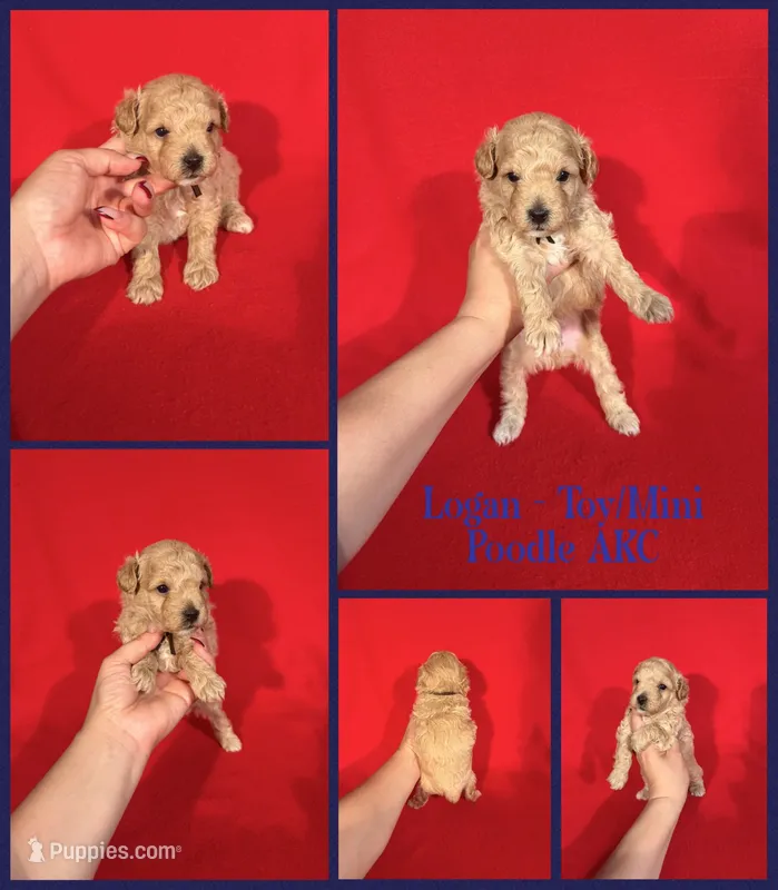 Logan AKC  – Poodle - Toy , Poodle - Miniature  puppy for sale in Jacksonville, NC