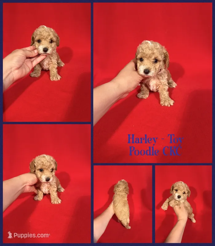 Harley – Poodle - Toy  puppy for sale in Jacksonville, NC
