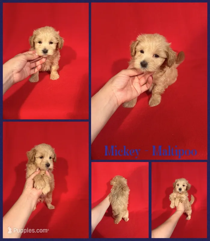 Mickey – Maltipoo puppy for sale in Jacksonville, NC