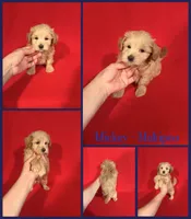 Mickey, a male Maltipoo for sale in Jacksonville, NC – 1 of 1