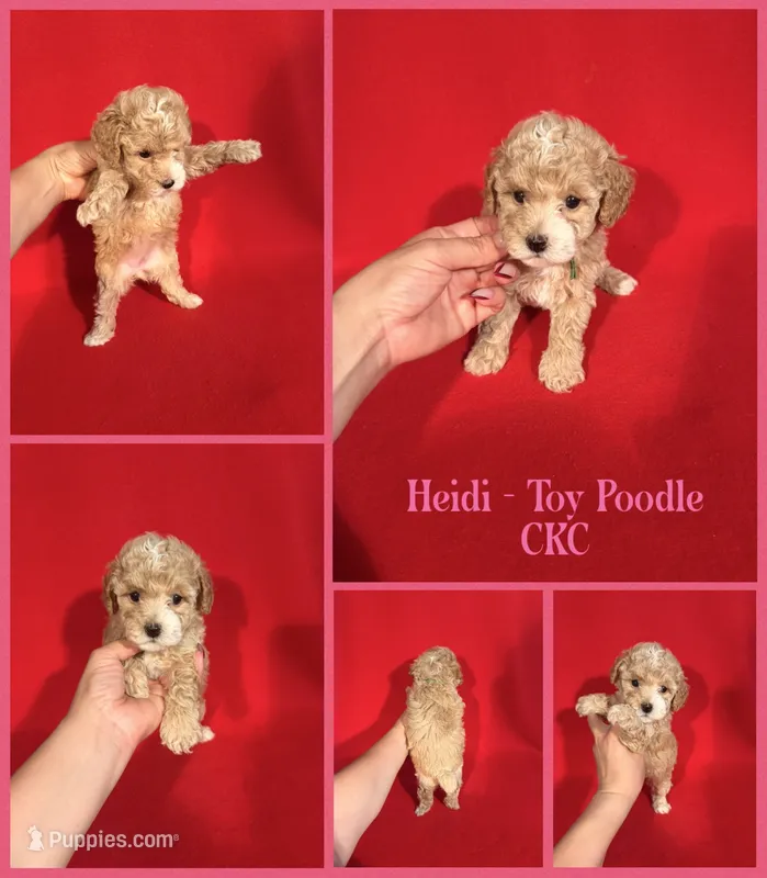 Heidi  – Poodle - Toy  puppy for sale in Jacksonville, NC