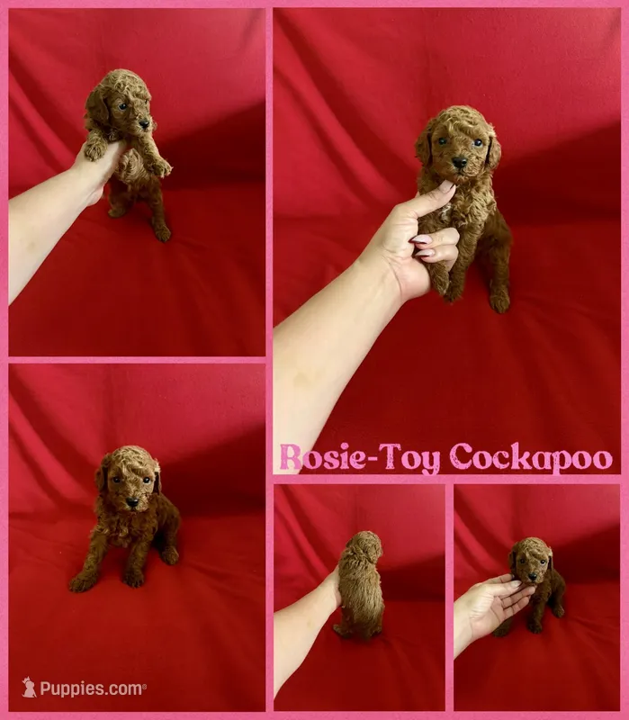 Rosie , a female Cockapoo and Poodle - Toy  for sale in Jacksonville, NC – Photo 1 of 1