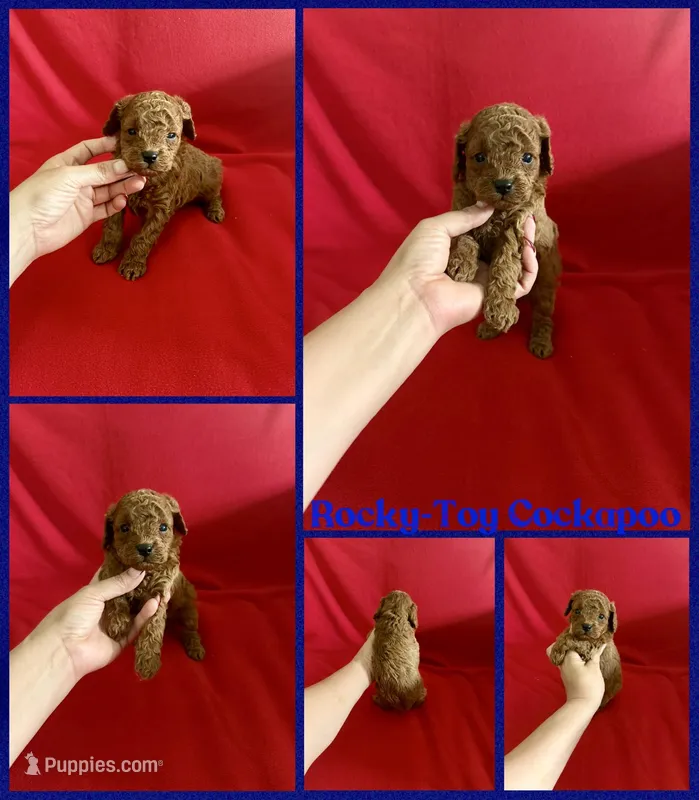 Rocky , a male Cockapoo and Poodle - Toy  for sale in Jacksonville, NC – 1 of 1